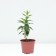 Flox blizzard Eugene, pot C2, 1 pc, summer 2024