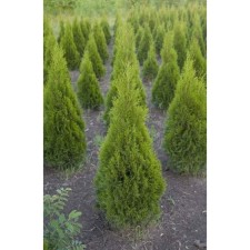Thuja western 
