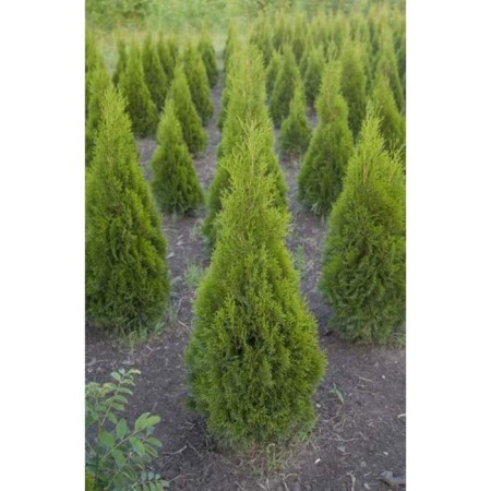 Thuja western "Zhosk", P9, 1 pc, spring 2024