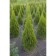 Thuja western "Zhosk", P9, 1 pc, spring 2024