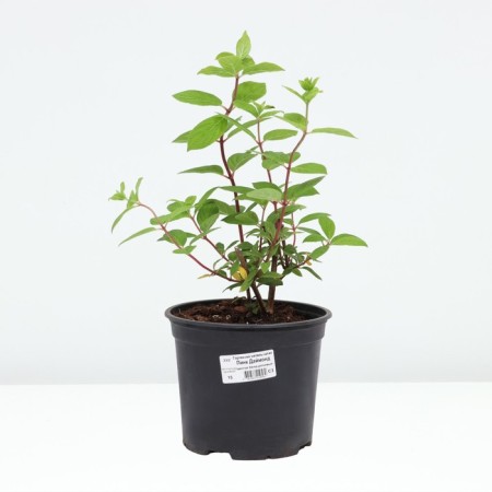 Hydrangea blizzard pink daimond, c3 pot, 1 pc, summer 2024-2