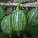 Gooseberry Ural emerald, s2 pot, n20-40 height, 1 pc, summer 2024