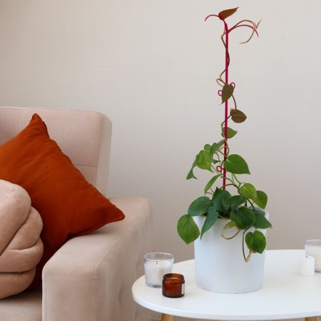 Support for orchids, 60 × 14 × 1 cm, plastic, color mix, "palm tree"-1