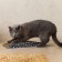 Copitae of cardboard with cat mint "mouse", 45 cm x 19.5 cm x 4.5 cm