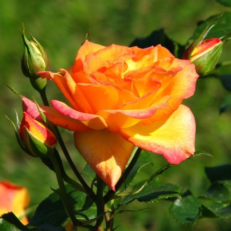 Seedling rose "sugar", tube, spring 2025