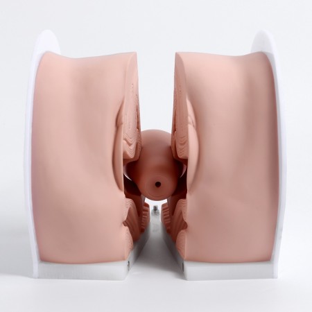 Vagina layout polled 19*13*17cm-5