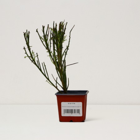 Golden SunLight Saper Brush, P9 pot, Summer 2024-2
