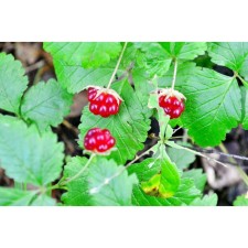 Princess Princess, s2 pot, n10-50 height, 1 pc, summer 2024