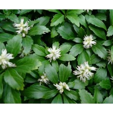 Pakhisandra apical, C2 pot, 1 pc, summer 2024