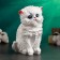 Piggy bank "Small kitten" White, 16x12cm
