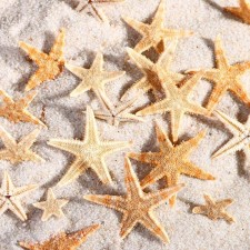 A set of natural sea stars, 1.5 - 2.5 cm, 20 pcs