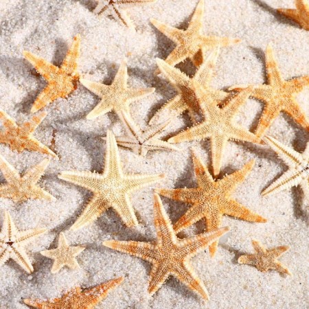 A set of natural sea stars, 1.5 - 2.5 cm, 20 pcs
