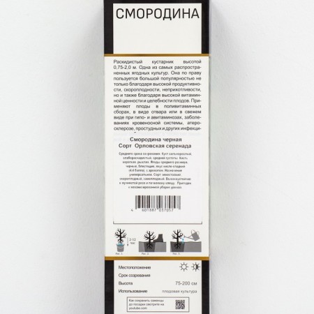 Currant Black Prospective varieties "Oryol Serenade", 1 pc, tube, spring 2025-1