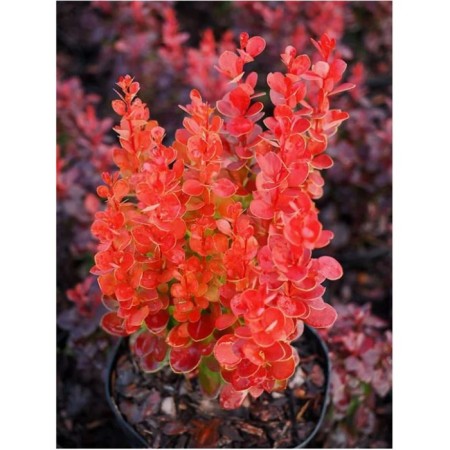 Barberry Tunberg Kornik, C2 pot, 1 pc, summer 2024
