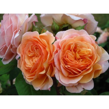 Seedling rose English park "Charles Austin", tube, 1 pc, spring 2025