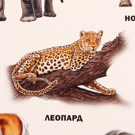 Животные Африки-1