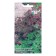 Oregano seeds "Rainbow", 0.05 g