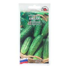 Cucumber 