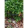 Builder for strawberries, d = 11 cm, plastic, set 10 pcs., Mix color