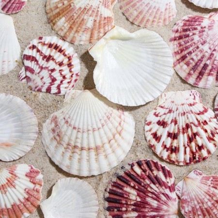 A set of shells, "piesidatus scallop", size 4 - 6 cm, 100 g-1