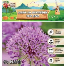 Allium Luke decorative Rosie Dream, Rr. 6/+, 5 pcs, autumn 2024