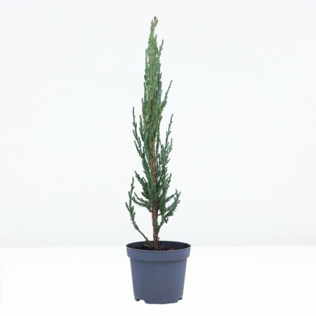 Rock juniper "Blue Errow", P9, 1pc, h 3-20 cm, summer 2024-1