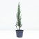 Rock juniper "Blue Errow", P9, 1pc, h 3-20 cm, summer 2024