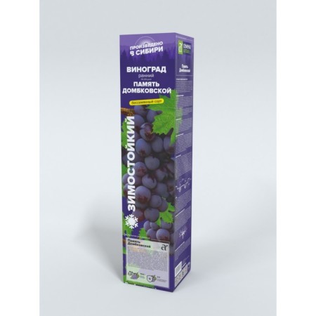 Grapes Memory of Dombkovskaya, spring 2024, 1 pc.-1