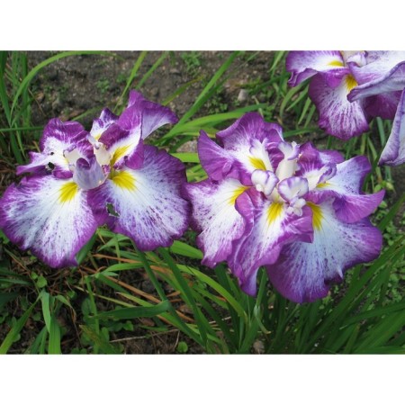 Iris Japanese Harlekuinesk, rr I, I pcs, spring 2024