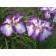 Iris Japanese Harlekuinesk, rr I, I pcs, spring 2024