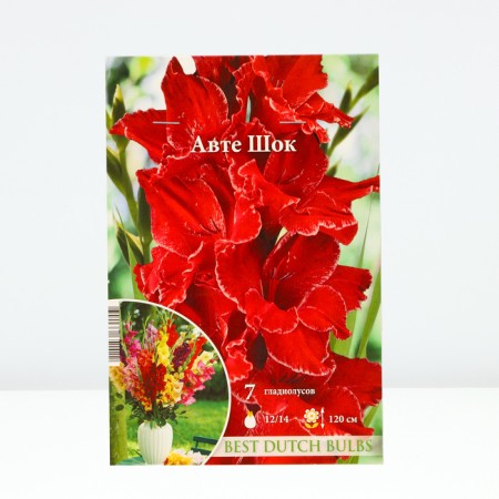 Gladiolus Autte shock, 12/14 rr, 7 pcs. Spring 2024