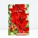 Gladiolus Autte shock, 12/14 rr, 7 pcs. Spring 2024