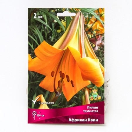 Lilies Tubular African Queen, 14/16 rr, 2 pcs. 120 h (cm), autumn 2024