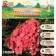 Flox "Orange Perfect" panicem, rr I, 2 pcs, spring 2024