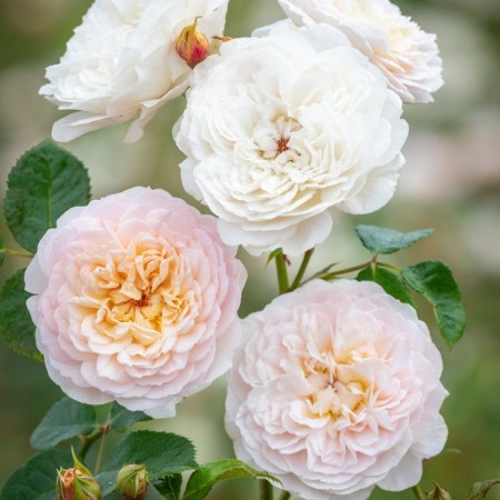 Seedling rose English park "Emily Bronte", tube, 1 pc, spring 2025