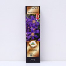 Clematis botanical suite (for cutting) 