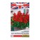 Salvia flowers sparkling "English lighthouse", 7 pcs