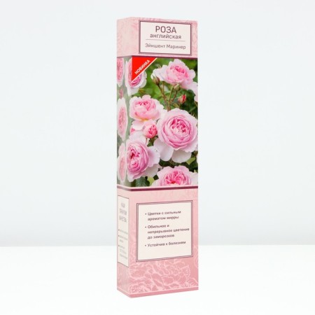 Seedling rose English Park "Einesta Mariner", tube, 1 pc, spring 2025