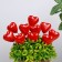 STETER "Heart" red, 3.5x3.5x2cm / set 10pcs