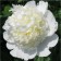 PION Dairy -Tsvetki Bridal showers, pot C3, 1 pc, summer 2024