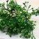 Bouquet "Erigeron Young" 26 cm