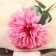 Artificial flowers "Astra Sphere" 12x60 cm, pink