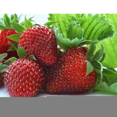 Strawberry Garden Crown, P9 Pot, 1 pc, summer 2024
