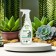 Spray "Green Life" organic elixir, for ficuses and palm trees, 0.5 liters