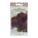 Flowers of Astra "Black Diamond", 50 pcs