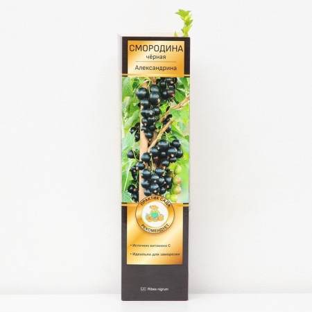 Currant of black traditional varieties "Alexandrina", 1 pc, tube, spring 2025