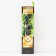 Currant of black traditional varieties "Alexandrina", 1 pc, tube, spring 2025