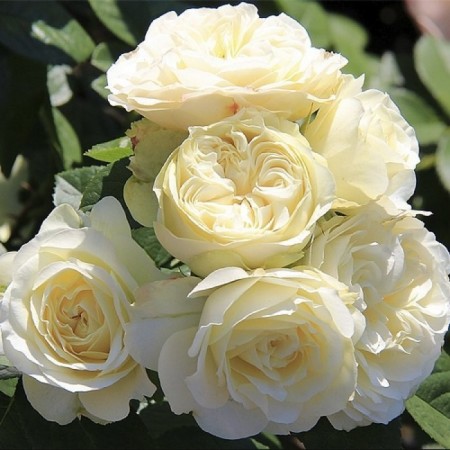 Seedling rose vinter Lodge, Shrab-Rosa, pot 2 l., Summer 2024
