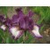 Iris bearded Burgundy Brown, rr I, 1 pc, spring 2025