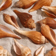 Set of shells, 3 - 5 cm, 100 g